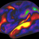 Brain patterns observed while participants were listening to stories. (Image: Matthew F. Glasser, David C. Van Essen)